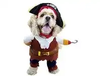 The Party People Shop Dog Costume - Pirate offer
