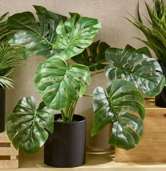 Spotlight Monstera In Ceramic Pot offer
