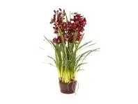 LivingStyles Tonya Artificial Cymbidium Orchid in Paper Pot, Burgundy offer