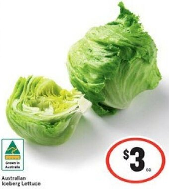 Australian Iceberg Lettuce