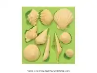 Chocolate Mould - Shells