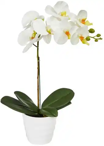 Coles Marketlane Homewares Orchid Single Stem offer