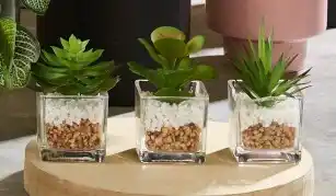 30% off Succulent in Glass Vase 24x13cm