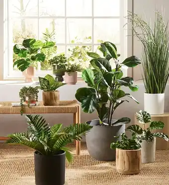 30% off All Potted Plants & Planter Pots