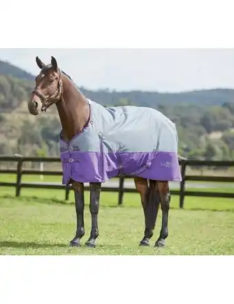 Saxon 600D with Buckle Standard Neck Medium - Grey/Purple