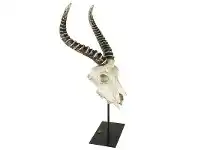 LivingStyles Anteloupe Skull Decor offer
