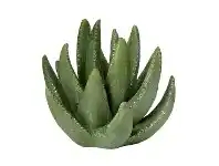 Bardo Terracotta Aloe Vera Sculpture, Large