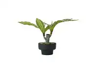 Artificial Dracaena Plant