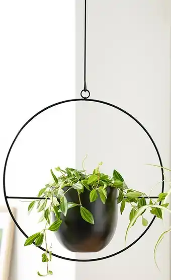 Coles Woodpecker Plant Hangers with Chain Circle offer