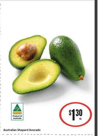 Australian Shepard Avocado