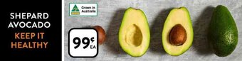 Shepard Avocado