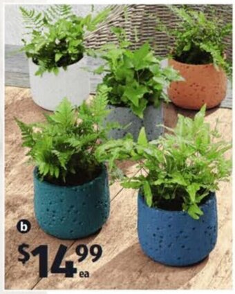 ALDI Fern in Ceramic Pot offer