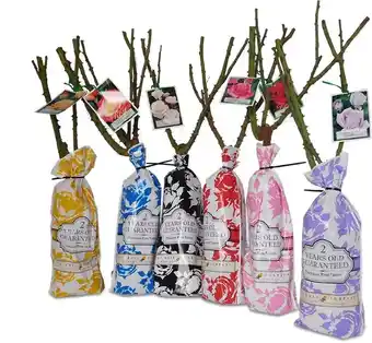 BIG W Greenlife 2 Years Old Classic Rose offer