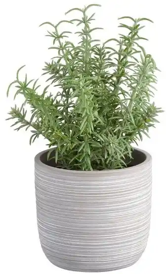 30% off Thyme In Cement Pot 20 x 27cm