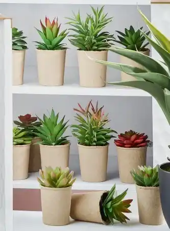 Spotlight 30% off Assorted Succulents In Paper Pot 12 x 16cm offer