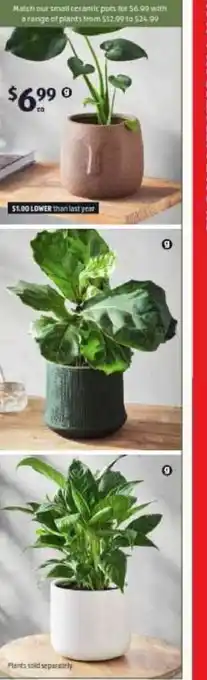 ALDI Small Ceramic Pot offer