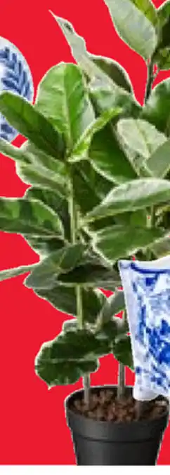 Eden Potted Rubber Plant