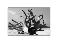 LivingStyles "Driftwood" Framed Canvas Wall Art, 150cm offer