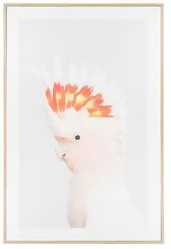 Kmart Cockatoo Framed Canvas offer