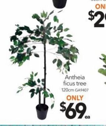 Antheia ficus tree 120 cm