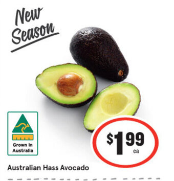 Australian Hass Avocado