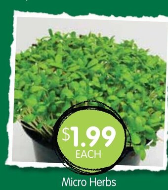 Micro Herbs