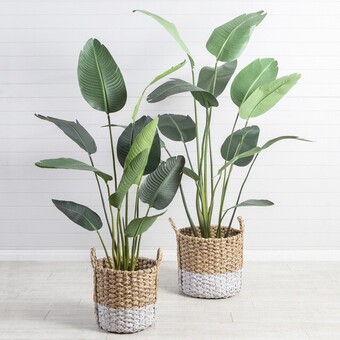 Giant Bird of Paradise Plant by M.U.S.E.