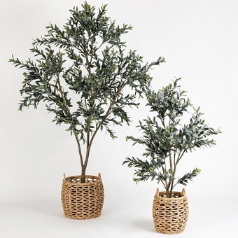 Pillow Talk Olive Tree by M.U.S.E. offer