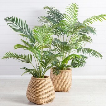 Pillow Talk Areca Palm Tree by M.U.S.E. offer