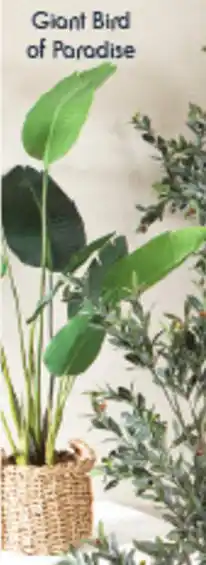 Giant Bird Of Paradise