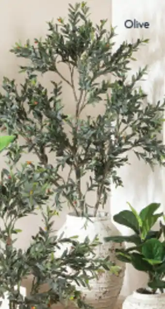 Olive Large