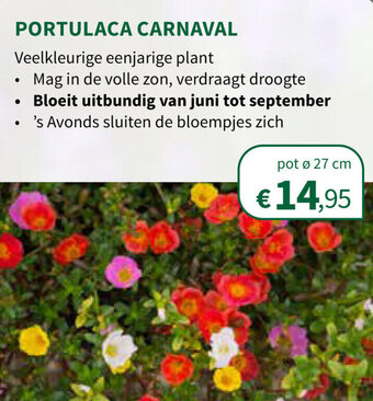 Portulaca Carnaval