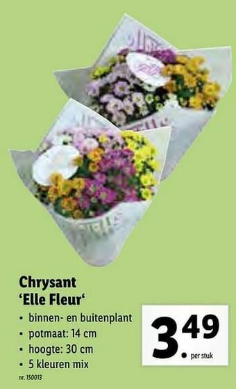 Lidl Chrysant elle fleur aanbieding