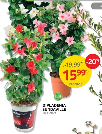 Brico Dipladenia Sundaville aanbieding