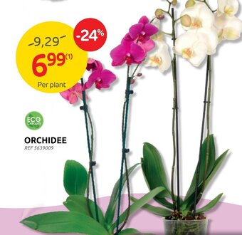 Orchidee