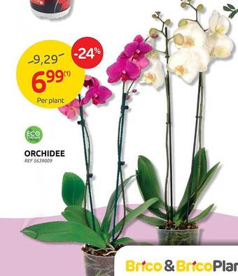 Orchidee