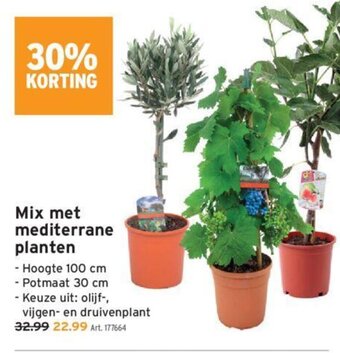 GAMMA Mix Met Mediterrane Planten aanbieding