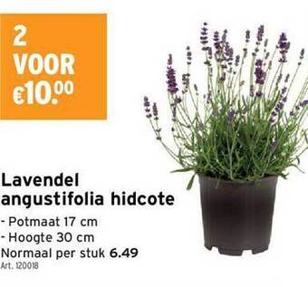 GAMMA Lavendel Angustifolia Hidcote aanbieding