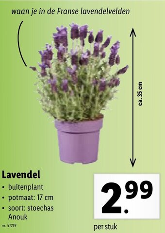 Lidl Lavendel aanbieding