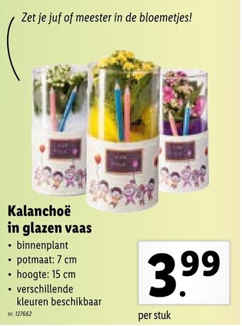 Lidl Kalanchoe in glazen vaas aanbieding