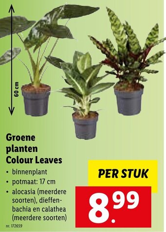Lidl Groene planten Colour Leaves aanbieding