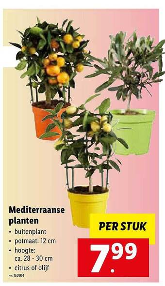 Lidl Mediterraanse Planten aanbieding