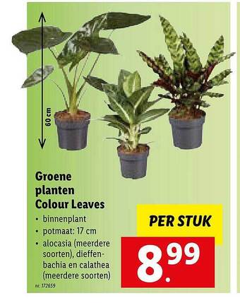 Groene Planten Colour Leaves