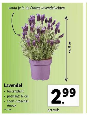 Lidl Lavendel aanbieding