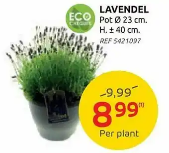 Brico Lavendel aanbieding