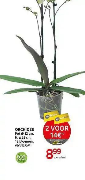 Brico Orchidee Pot 12 Cm aanbieding
