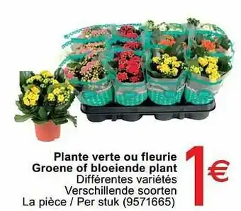 Plante verte ou fleurie groene of bloeiende plant