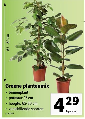 Lidl Groene plantenmix aanbieding