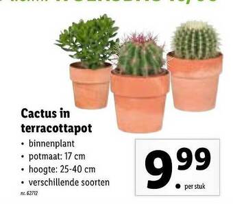 Cactus in terracottapot