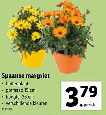 Spaanse margriet